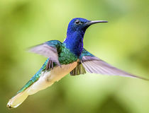  &copy; Tobago Tourism Agency